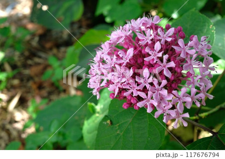 ボタンクサギの花 ボタンクサギの花 117676794