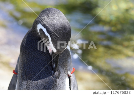ペンギンの毛繕い ペンギンの毛繕い 117676828
