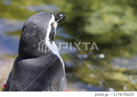 遠くを見つめるペンギン 遠くを見つめるペンギン 117676829