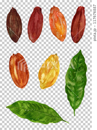 可可果實和葉子的變化,手繪水彩插圖 可可果實和葉子的變化,手繪水彩插圖 117676887