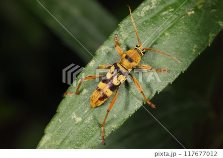 生き物　昆虫　ヨツスジトラカミキリ、黄色と黒の縞模様はアシナガバチにそっくり。ベイツ型擬態のひとつ 117677012