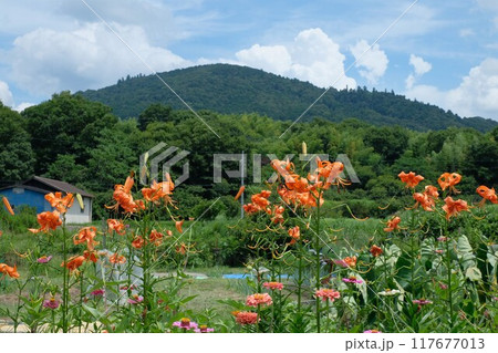三輪山の麓に咲くオニユリ 117677013