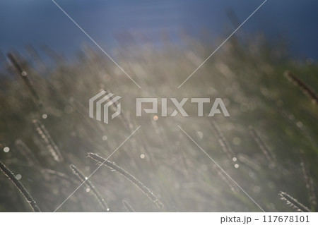 草に降り注ぐ太陽光線 草に降り注ぐ太陽光線 117678101