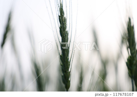 風に揺れる稲穂 117678107