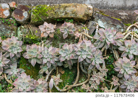 Crassulaceae Kalanchoe blossfeldiana Poellnitz flower on wall 117678406