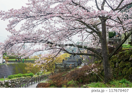 Cherry tree with pink sakura blossom at Japanese graveyard, Imari Cherry tree with pink sakura blossom at Japanese graveyard, Imari 117678407