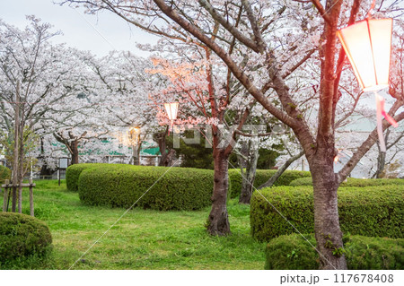 sakura blossom and light up lamp at Asahigaoka park, Kashima sakura blossom and light up lamp at Asahigaoka park, Kashima 117678408