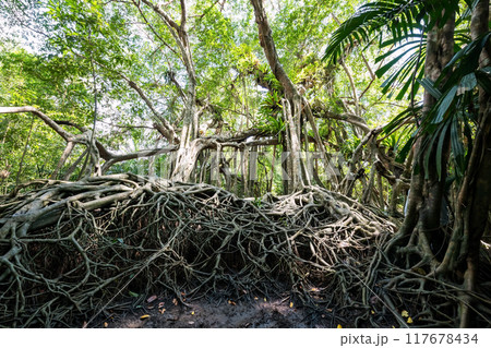 banyan tree with 100 years old in little amazon or Sang Nae, Phang Nga banyan tree with 100 years old in little amazon or Sang Nae, Phang Nga 117678434