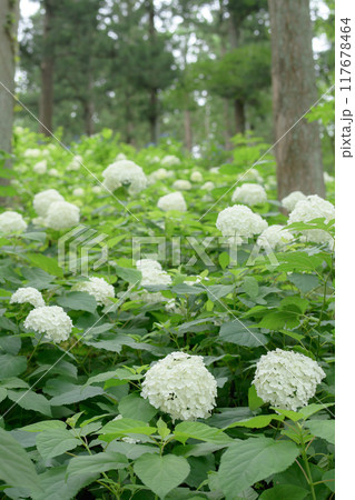 紫陽花の森 美しい白いあじさい みちのくあじさい園 岩手県   紫陽花の森 美しい白いあじさい みちのくあじさい園 岩手県   117678464