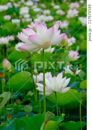 奈良藤原京跡の蓮の花 奈良藤原京跡の蓮の花 117678589