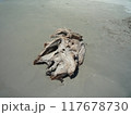 どこから来たのか 117678730