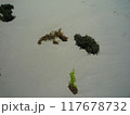 海藻いろいろ 117678732
