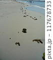 海藻たちはどこへいく？ 117678733