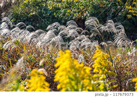 秋の野原に揺れるススキとセイタカアワダチソウ 117679373