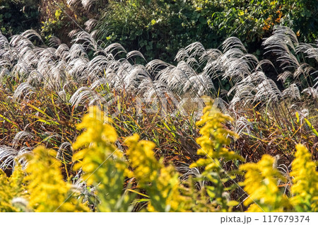 秋の野原に揺れるススキとセイタカアワダチソウ 117679374