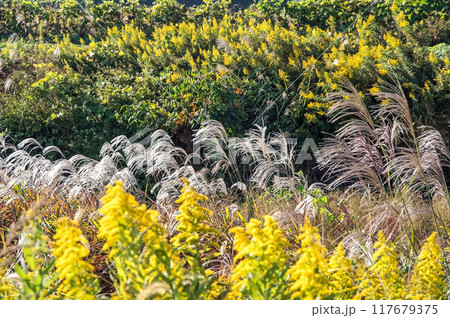 秋の野原に揺れるススキとセイタカアワダチソウ 117679375