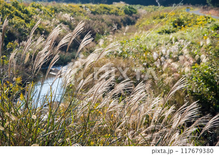 秋の野原に揺れるススキとセイタカアワダチソウ 117679380
