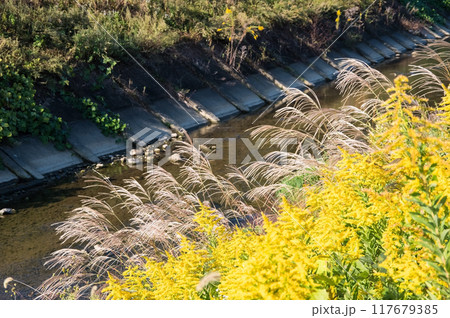 秋の川辺に揺れるススキとセイタカアワダチソウ 秋の川辺に揺れるススキとセイタカアワダチソウ 117679385
