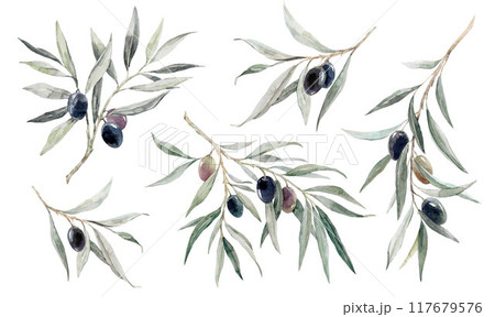 Beautiful set with hand drawn watercolor olive branch with black olives stock illustration. 117679576