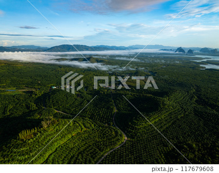 Green background of Aerial view drone shot Forest trees nature environment background 117679608