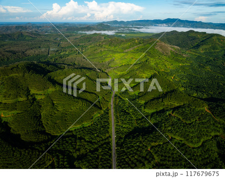 Green background of Aerial view drone shot Forest trees nature environment background Green background of Aerial view drone shot Forest trees nature environment background 117679675