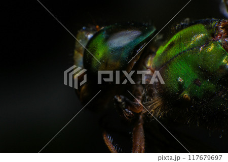 Ultra Macro of a dragonfly Ultra Macro of a dragonfly 117679697