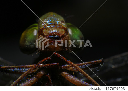 Ultra Macro of a dragonfly Ultra Macro of a dragonfly 117679698