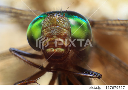 Ultra Macro of a dragonfly Ultra Macro of a dragonfly 117679727
