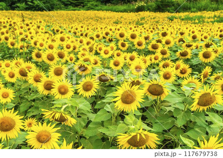 夏の三ノ倉高原(スキー場) ひまわり畑 福島県喜多方市 夏の三ノ倉高原(スキー場) ひまわり畑 福島県喜多方市 117679738
