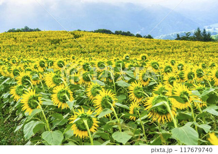 夏の三ノ倉高原（スキー場）　ひまわり畑　福島県喜多方市 117679740