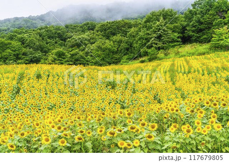 夏の三ノ倉高原(スキー場) ひまわり畑 福島県喜多方市 夏の三ノ倉高原(スキー場) ひまわり畑 福島県喜多方市 117679805