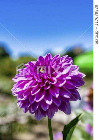 夏の公園　鮮やかに咲いたダリヤ　川西ダリア園　山形県川西町 117679829