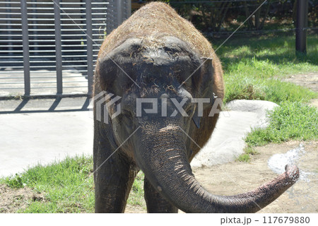 アジアゾウ　アドベンチャーワールド 117679880