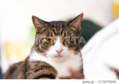 見つめる猫 見つめる猫 117679894