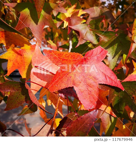 小布施 紅葉 モミジバフウ 小布施 紅葉 モミジバフウ 117679946