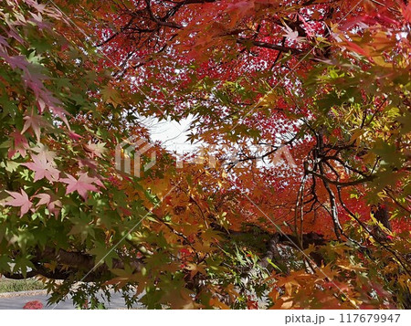 小布施　紅葉 117679947