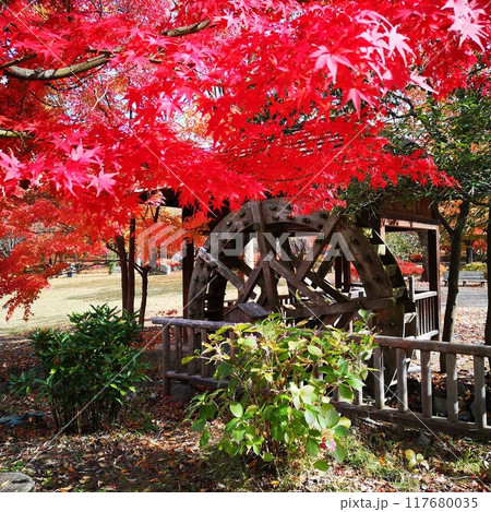 小布施 紅葉 小布施 紅葉 117680035