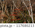 白い白樺と赤いツツジ 117680213