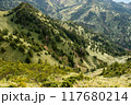 緑の濃淡が美しい緩やかな山肌 117680214