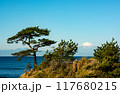 松の木と青い海 117680215