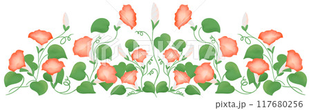 red morning glory row 117680256