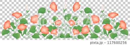 red morning glory row 117680256