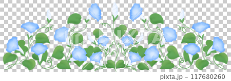 blue morning glory row 117680260