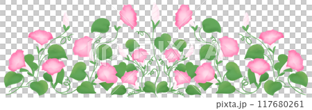 pink morning glory row pink morning glory row 117680261