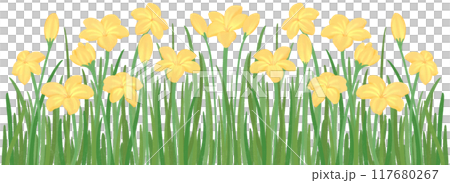 row of yellow zephyrthis 117680267