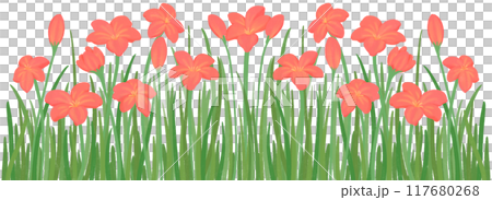row of red zephyrthis 117680268