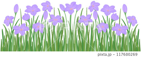 row of purple zephyrthis 117680269
