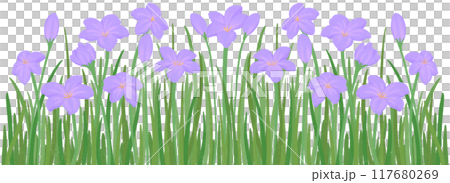row of purple zephyrthis 117680269