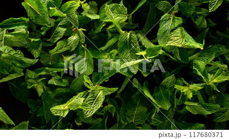 Falling mint leaves, isolated on black background. 117680371