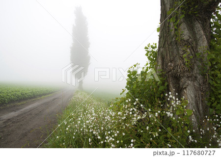 濃霧の朝 濃霧の朝 117680727